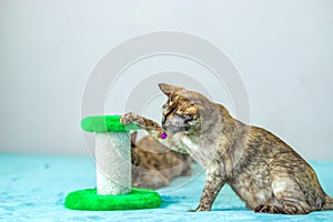 A domestic cat of Burmese breed, playful and active, in a city apartment building. Loves toys and bows. The eyes of a happy pet