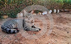 Domestic cat busk in the sun, a warm summer day.