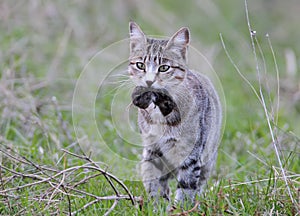 A domestic cat caught a field mouse