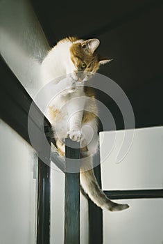 Domestic cat cleverly sitting on window frame, cats lifestyle