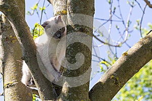 The domestic cat climbed high on a tree in the spring.