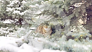 A domestic cat climbed onto a snowy Christmas tree.