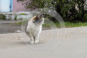 A domestic cat with a collar walks along the asphalt road. A wild cat family went hunting, observation. Summer day