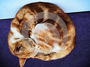 A domestic cat curled up in sleep. photo