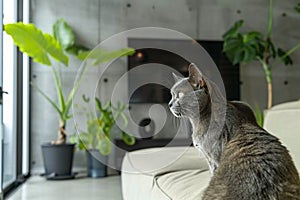 Domestic cat at cozy contemporary apartment living room interior vintage style.