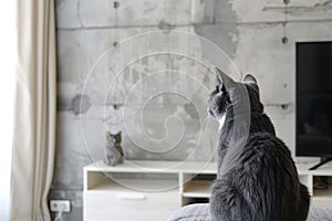 Domestic cat at cozy contemporary apartment living room interior vintage style.