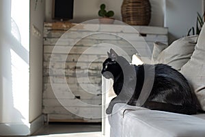 Domestic cat at cozy contemporary apartment living room interior vintage style.