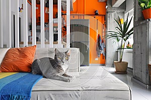 Domestic cat at cozy contemporary apartment living room interior vintage style.