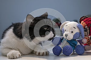 A domestic cat curiously sniffs a knitted dog toy