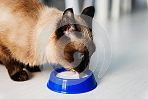 Domestic cat drinking milk