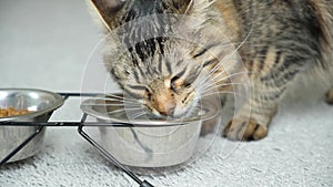 A domestic cat drinks water from a bowl