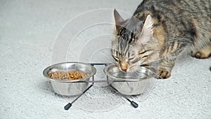 A domestic cat drinks water from a bowl