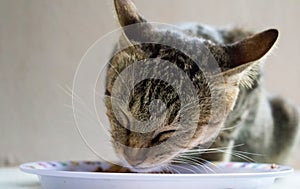 Domestic cat eating cat`s food from white plate. Close-up photo of cute and lovely pet.