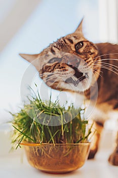 Domestic cat eats grass planted in a pot. Cat grass, pet grass. Natural hairball treatment