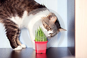 The domestic cat eats special cat weed. Growing grass at home for pets