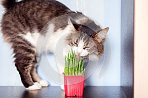 The domestic cat eats special cat weed. Growing grass at home for pets