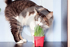 The domestic cat eats special cat weed. Growing grass at home for pets