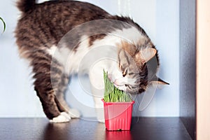 The domestic cat eats special cat weed. Growing grass at home for pets