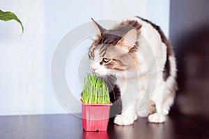 The domestic cat eats special cat weed. Growing grass at home for pets