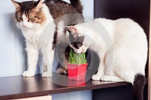 The domestic cat eats special cat weed. Growing grass at home for pets