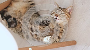 Domestic cat in estrus lies on the floor on its back and meows.