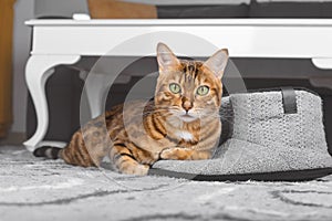 Domestic cat on the floor on mens slippers