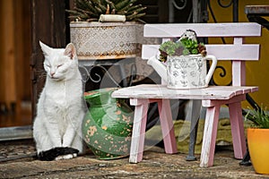 Domestico gatto prima casa 