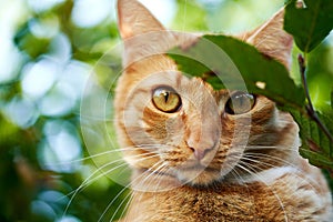 A domestic cat in the garden