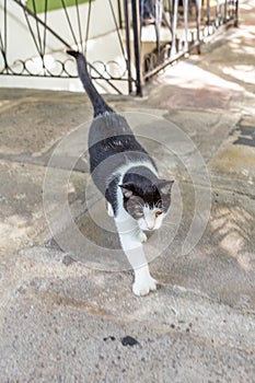 domestic cat in the garden of Ernest Hemmingway in Key West