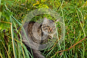 Domestic Cat In Grass Outdoors In Summer