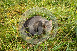 Domestic Cat In Grass On Weadow Outdoors In Summer