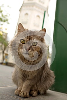 Domestic cat gray. He is sitting on the cobbles