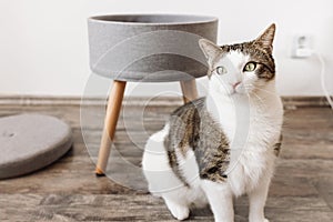 Domestic cat and gray storage stool. Round gray linen pouffe