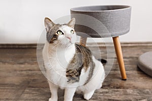Domestic cat and gray storage stool. Round gray linen pouffe