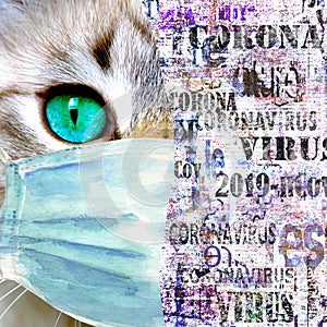 Domestic cat with green eyes wearing protective face mask, coronavirus lettering newspaper