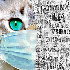 Domestic cat with green eyes wearing protective face mask, coronavirus lettering newspaper