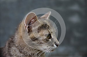 Domestic cat head in profile on a gray background. Animal portrait. striped tabby female shorthaired country cat looking