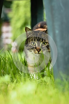 Domestic cat hiding behind a chair lurks for its chance to surprise its prey. Felis catus domesticus is on the hunt. Games with a