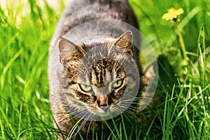 Domestic cat hunting in green grass.