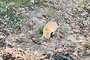 Domestic cat hunts moles in the forest in nature. Looking for food