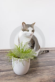 Domestic cat and juicy green grass for cats Cyperus Zumula in pot, Indoor cat health care concept