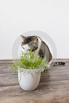 Domestic cat and juicy green grass for cats Cyperus Zumula in pot, Indoor cat health care concept