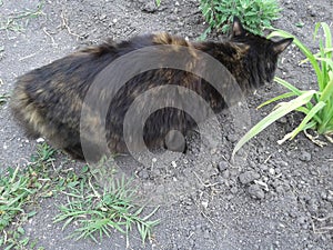 Domestic cat of the Kuril Bobtail breed.