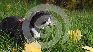 Domestic cat on a leash is eating grass in the park