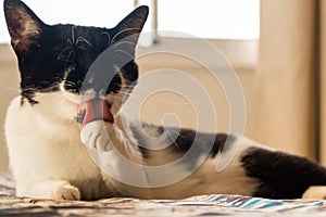 Domestic cat licking paw in bed