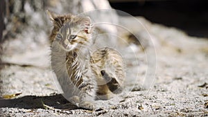 The domestic cat lies on the ground and washes, film grain