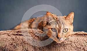 Domestic cat lies on a plaid and seriously looks into the camera.