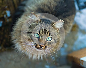 Domestic cat looking in camera. staring eyes