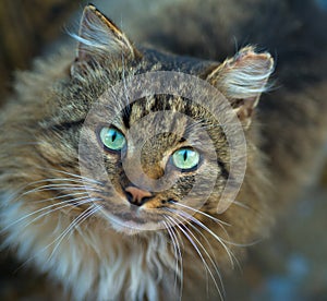 Domestic cat looking in camera. staring eyes