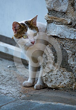 Domestic Cat Looking Cautiously Around Corner